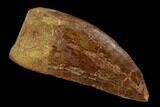 Serrated, Carcharodontosaurus Tooth - Real Dinosaur Tooth #121442-1